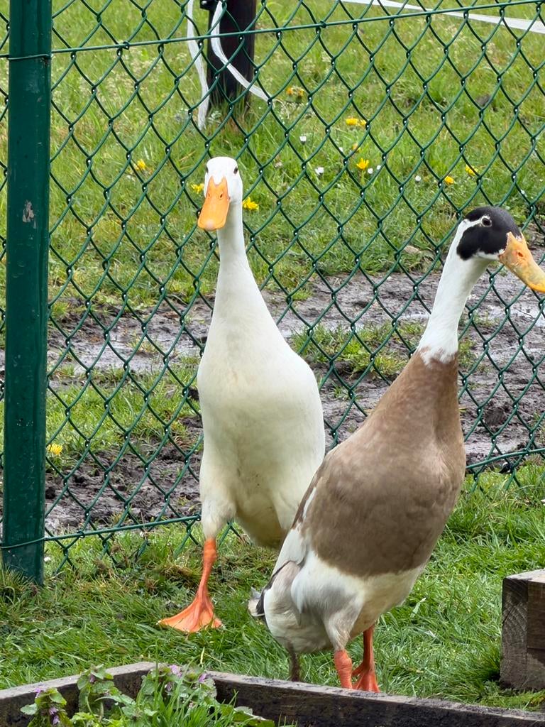 Indische loopeenden, Animaux & Accessoires, Volatiles, Mâle, Canard
