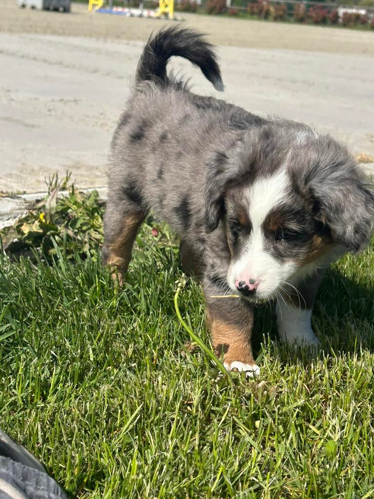 Miniatuur amerikaanse herder reu, Parvo, België, Reu, 8 tot 15 weken