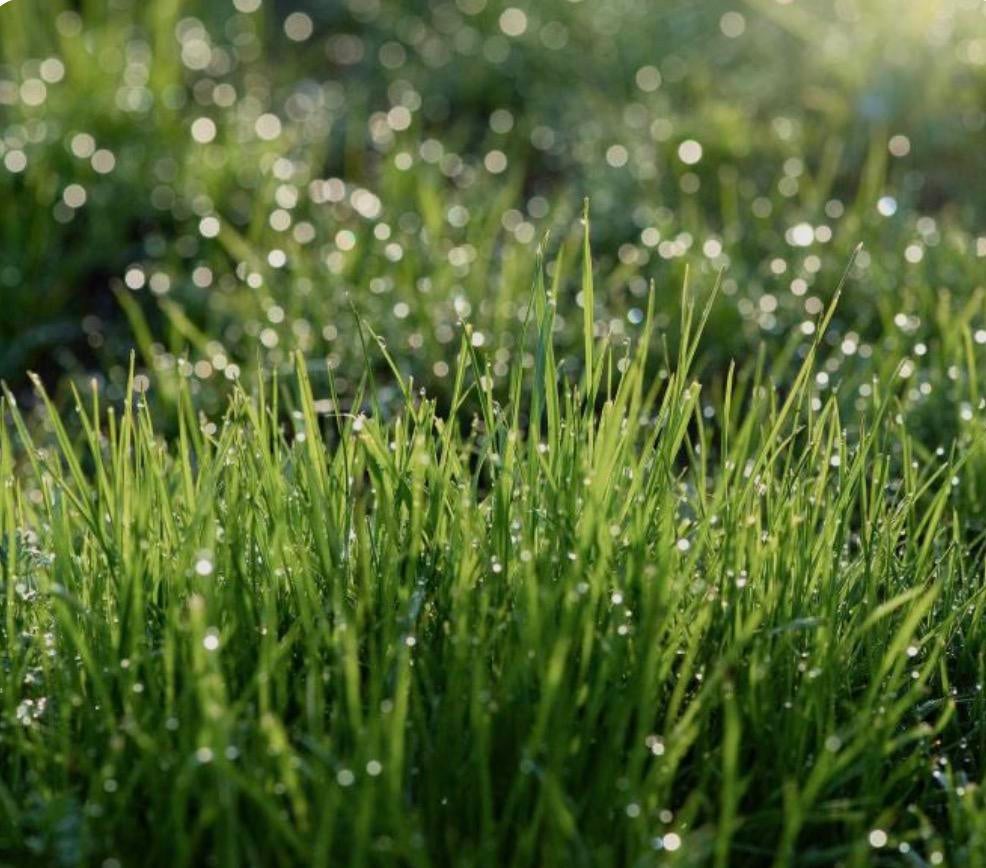 GEZOCHT STUKJE WEIDE, Pâturage