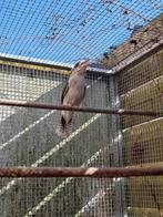 Kookaburra bewezen kweekman v 2016 in perfecte conditie!, Geringd