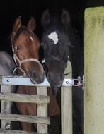 Un an, des poulains, des étalons : équipe à main.