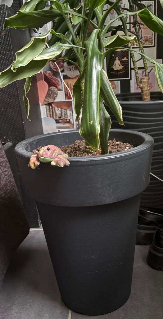 pot de fleurs avec plante, Jardin & Terrasse, Bacs à fleurs & Jardinières, Enlèvement, Comme neuf