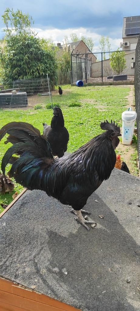 3 Hanen gratis beschikbaar, Dieren en Toebehoren