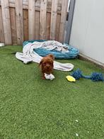 Schattige toy/dwerpoedel pup, Poedel, Parvo, België, Reu