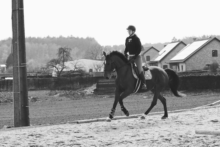 10 jarige drachtige merrie te koop, Dieren en Toebehoren, Paarden