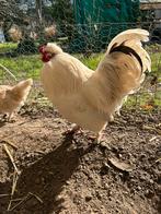 Coq a donner, Animaux & Accessoires, Enlèvement