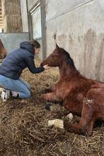 Kashmir van schuttershof X Senecio Z, Dieren en Toebehoren, Paarden, Hengst, M