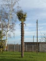 palmboom, Tuin en Terras, Planten | Bomen, Zomer, Palmboom, 400 cm of meer, Ophalen