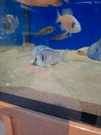 Cichlides malawi placidochromis electra