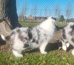 Australische herder pups / Aussi pup / Australian Shepherd, Parvo, België, 8 tot 15 weken, Meerdere