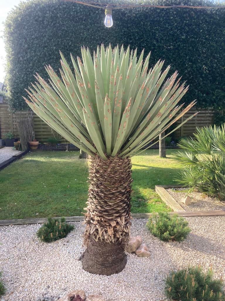 Yucca Faxoniana volledig winterhard, Volle zon, Vaste plant, Zomer, Ophalen