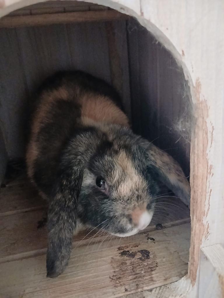 Hangoor konijn, Dieren en Toebehoren, Knaagdieren, Mannelijk, December, Overige typen, Tam