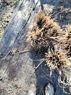 Siergras, Ophalen, Volle zon, Vaste plant, Siergrassen