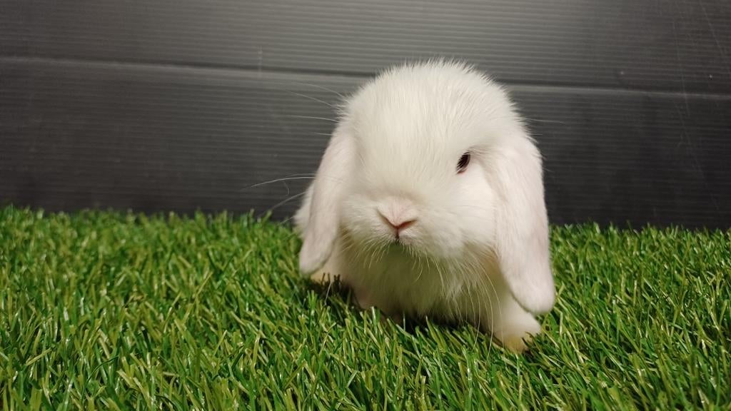 Handtamme raszuivere mannelijke konijnen jong, Dieren en Toebehoren, Konijnen, Dwerg, Mannelijk, 0 tot 2 jaar, Hangoor