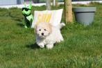 Maltipoo pups, Dieren en Toebehoren, België, Overige rassen, 8 tot 15 weken, Parvo