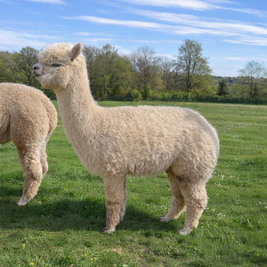 Zeer mooie jonge stamboek alpaca merrie, November, Vrouwelijk