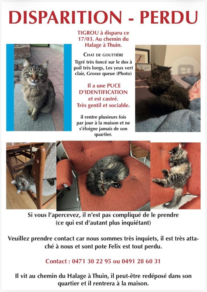 Chat perdu, Livres, Animaux & Animaux domestiques, Chats, Enlèvement