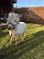 miniatuurpaard, Dieren en Toebehoren, Met stamboom, Hengst, A pony (tot 1.17m), 3 tot 6 jaar