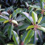 Portugese laurier in kluit 50/60 aan 10,15 stuk, Tuin en Terras, Ophalen, Laurier, Haag, Minder dan 100 cm