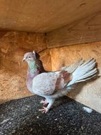 Sierduiv, Dieren en Toebehoren, Vrouwelijk, Tuimelaar of Roller