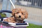 Maltipoo pups alle kleuren, Dieren en Toebehoren, België, Overige rassen, 8 tot 15 weken, Meerdere