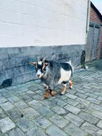 Blauwschimmel - dwerggeit - vrouwelijk, Dieren en Toebehoren, Schapen, Geiten en Varkens, Vrouwelijk, Geit, 3 tot 5 jaar