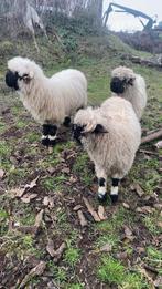 Walichers te koop, Animaux & Accessoires, Femelle, Mouton, 0 à 2 ans