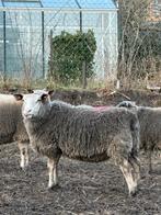 Brebis texel 2 ans