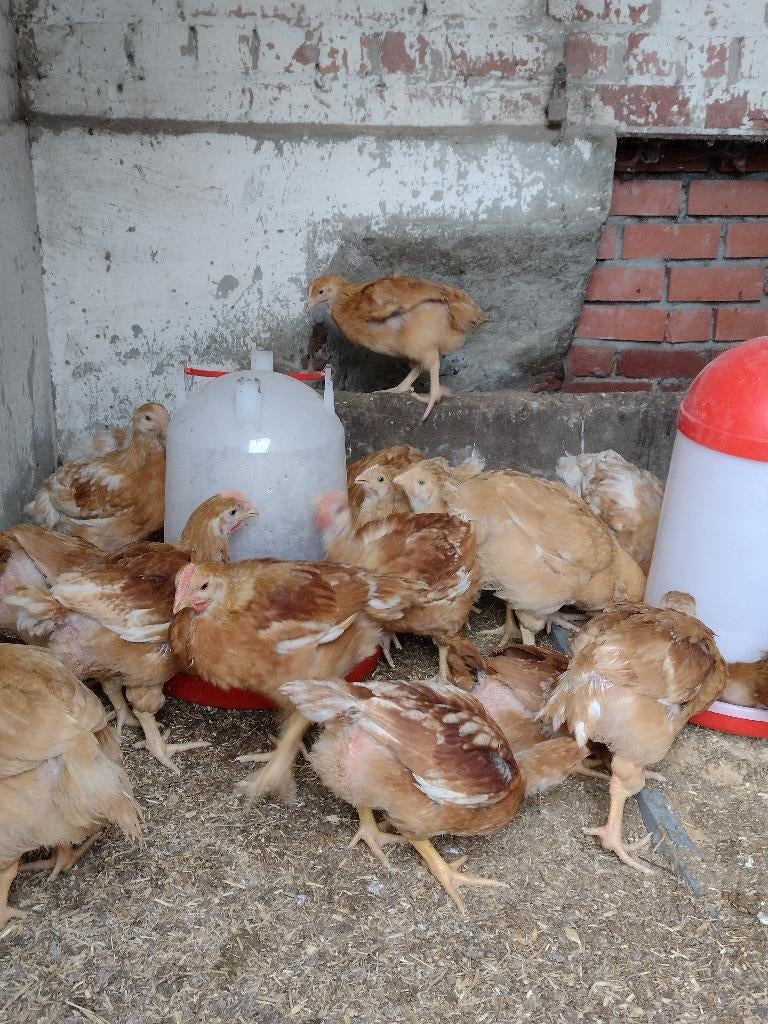 Sasso vleeskippen, Animaux & Accessoires, Volatiles, Poule ou poulet, Plusieurs animaux