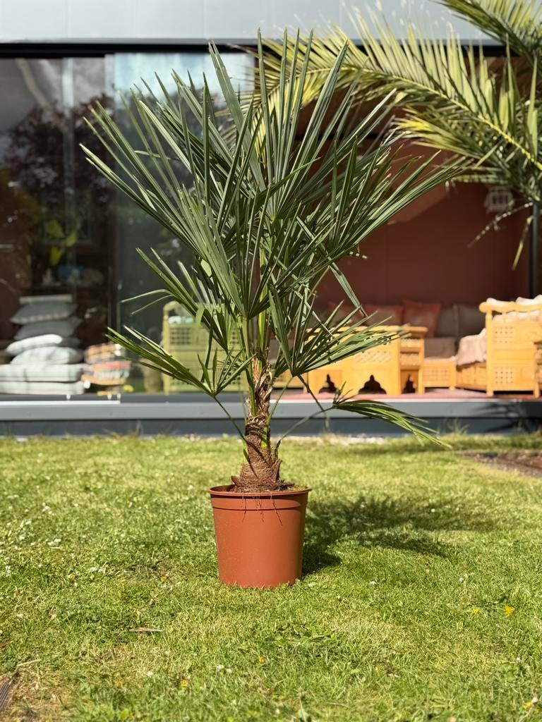 Palmbomen trachycarpus fortunei winterhard, Tuin en Terras, Planten | Tuinplanten, Ophalen