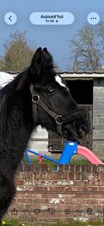 Poulain, 165 à 170 cm, Avec pedigree, Étalon, 0 à 2 ans