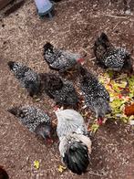Wyandotte kriel kippen zwart wit, Dieren en Toebehoren, Pluimvee