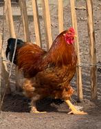 Prachtige jonge haan., Dieren en Toebehoren, Mannelijk, Kip