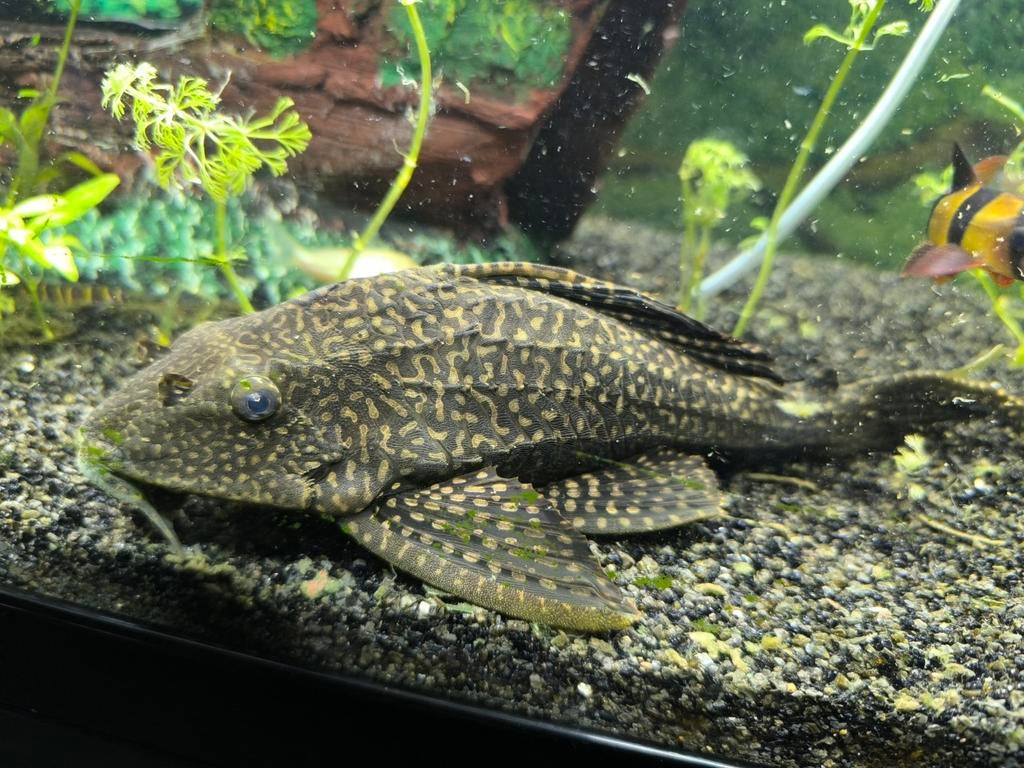 2 vrouwelijke Pleco's te koop