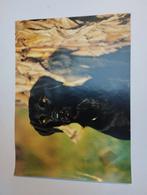 Een prent met een hond een labrador kleur verschillende kleu, Ophalen, Prent