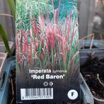 Japans bloedgras, Plein soleil, Été, Enlèvement, Graminées ornementales