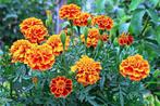Zaden van Afrikaantje . Tagetes, Ophalen of Verzenden, Zaad