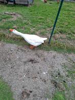 ganzen haan, Dieren en Toebehoren, Mannelijk, Gans of Zwaan