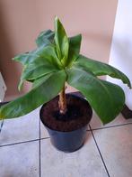 Bananenplant Musa, Ophalen