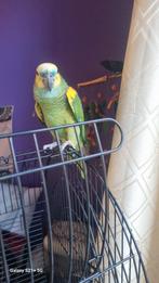 Amazone aux front bleu, Animaux & Accessoires, Oiseaux | Perruches & Perroquets, Mâle, Perroquet, Parleur