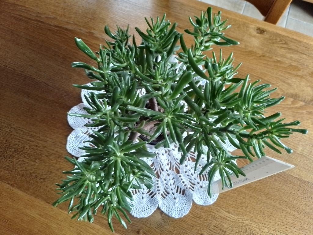 plant, Huis en Inrichting, Ophalen