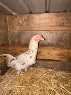 Shamo haan, Mâle, Poule ou poulet