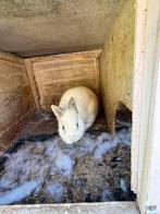 zwanger konijn 2, Animaux & Accessoires, Lapins