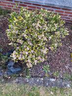 Planten gratis afhalen, Ophalen