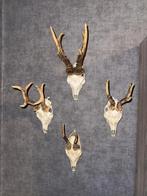 Schedels, Collections, Collections Animaux, Enlèvement, Neuf, Autres, Crâne