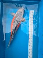 Très grand koï japonais Shusui de 60 à 65 cm, Animaux & Accessoires