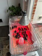 Kuikens Mechelse koekoek