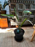 Strelitzia kamerplant +-50cm, Jardin & Terrasse, Plantes | Jardin, Enlèvement, Plante fixe, Plein soleil