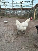 Volwassen poules de bresse hennen