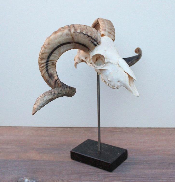 RAM SCHEDEL op hardstenen sokkel - ref. i (gewei), Collections, Collections Animaux, Neuf, Crâne, Animal de ferme, Enlèvement ou Envoi
